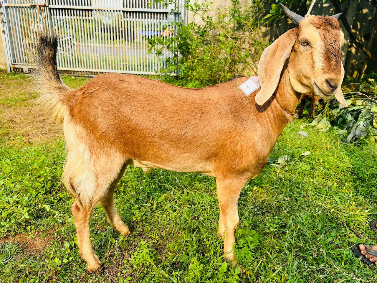 দেশী  ছাগল (35.8KG)  